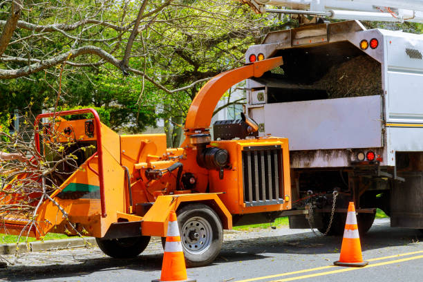 How Our Tree Care Process Works  in Twentynine Palms, CA